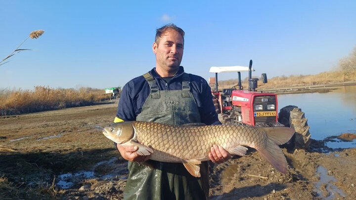 اله‌بخش: برداشت ماهیان گرمابی در پارس‌آباد آغاز شد