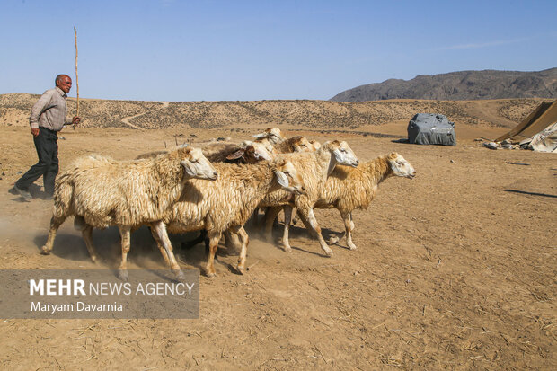 کمبود نهاده دامی و ضعف آنتن‌دهی؛ دغدغه‌های اصلی عشایر بیله‌سوار است