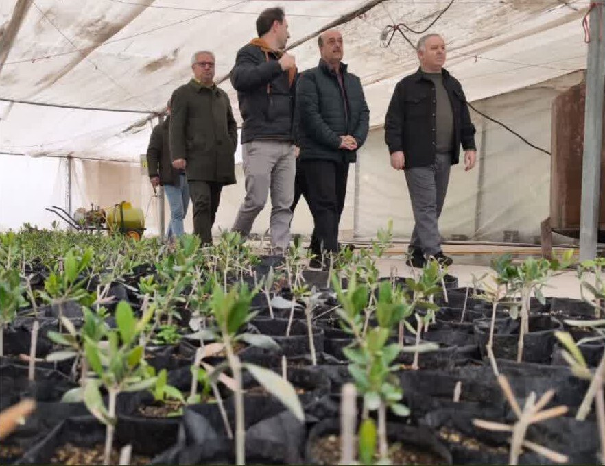 تولید ۱۵۰ هزار قلمه زیتون در کشت و صنعت مغان