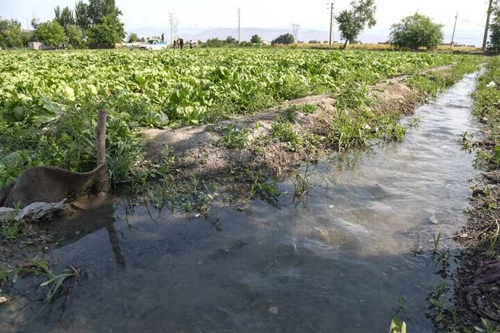 حیدری: تولید محصولات کشاورزی اردبیل یک میلیون تن افزایش می‌یابد