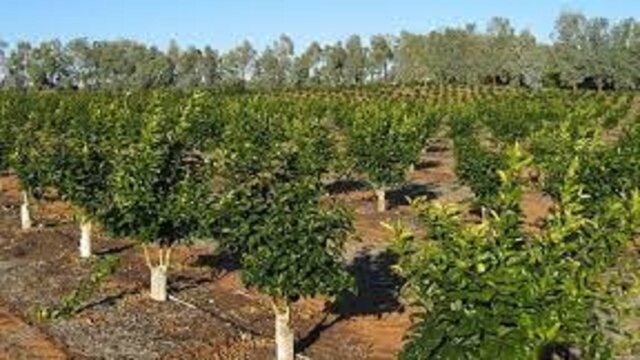 شناسه‌گذاری محصولات زراعی و باغی اردبیل با جدیت در حال اجراست 