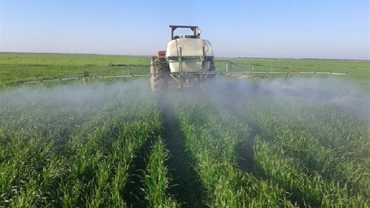 هشدار در خصوص آفت شته گندم در  مزارع اردبیل