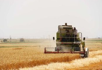 به حد مطلوب رسیدن ذخایر گندم استان اردبیل