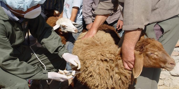 ۱۰ هزار رأس دام و طیور عشایری در اردبیل واکسینه شدند