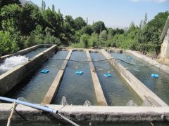 احیای مزرعه پرورش ماهیان سردآبی در اردبیل با ظرفیت ۷ تن