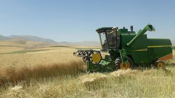 برداشت ۱۲ هزار تن دانه روغنی کلزا در استان اردبیل