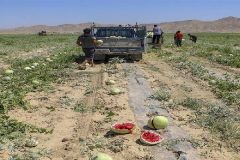 تهدید اراضی پایاب سد خداآفرین با کشت محصولات جالیزی