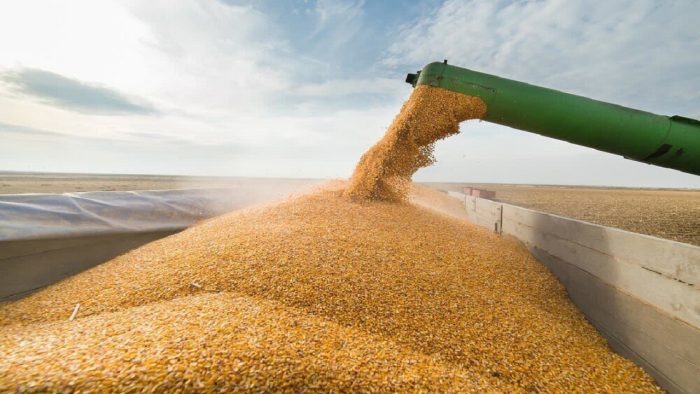 خریداری ۲۱۸ هزار تن گندم و کلزا در استان اردبیل