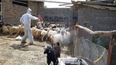 دامداران نسبت به سمپاشی علیه تب کنگو اقدام کنند