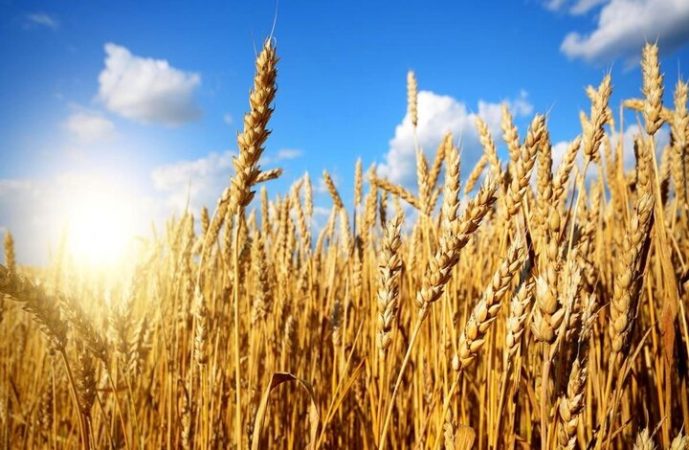 زارعان پارس‌آباد ۵ میلیارد ریال زکات پرداخت کردند