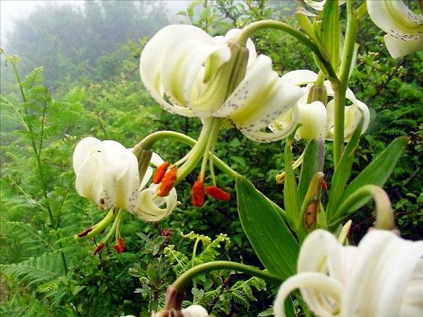 سوسن چلچراغ میهمان نادر دشت نمین