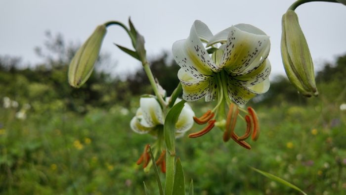 سوسن چلچراغ گل منحصر‌به‌فرد استان اردبیل