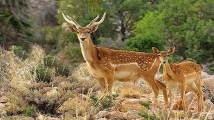 وضعیت گوزن‌های ایرانی در نمین مطلوب است