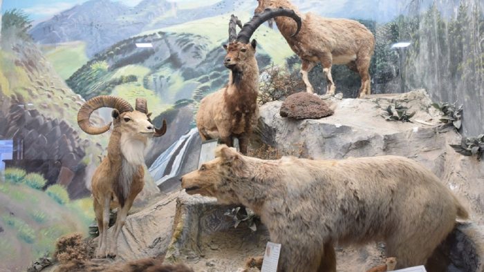 ۲۰ نمونه تاکسیدرمی به موزه تاریخ طبیعی اردبیل اضافه شد ۲۰ نمونه تاکسیدرمی به موزه تاریخ طبیعی اردبیل اضافه شد